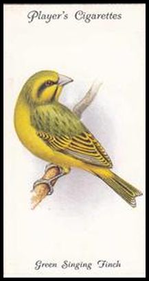 45 Green Singing Finch